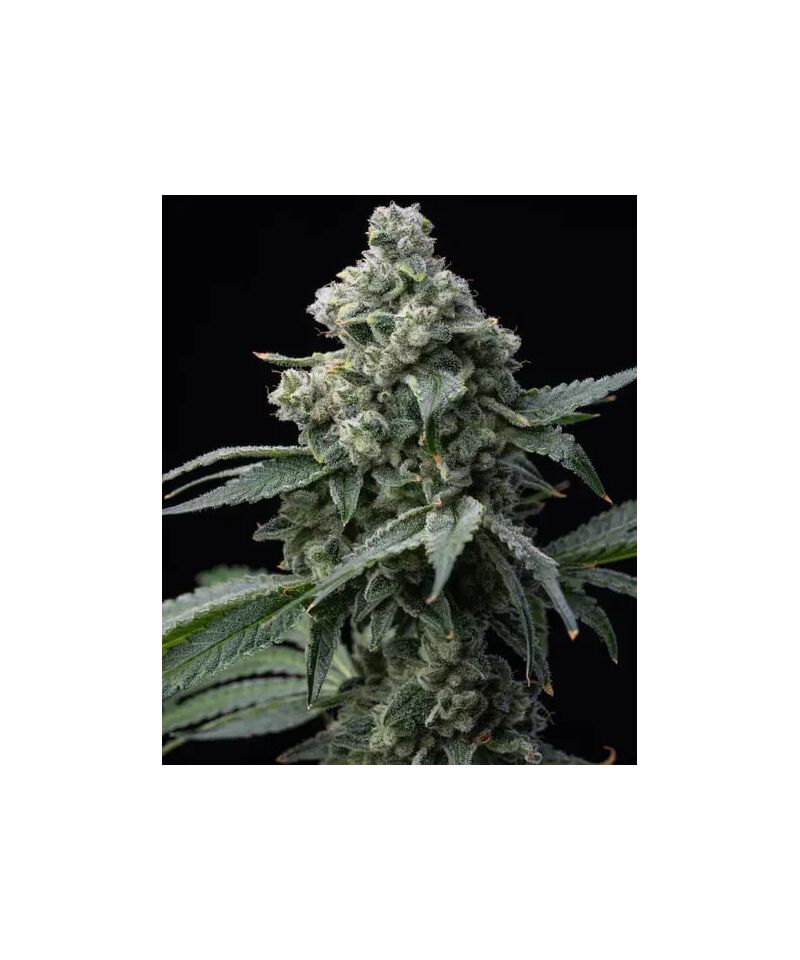 Bruce Banner, Фасовка: 3